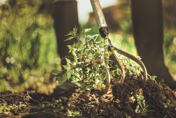 Jäten von Unkraut mit einer Hacke